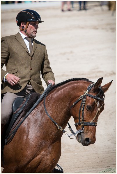 Pferd International 154
